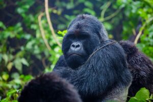 Uganda gorilla holiday