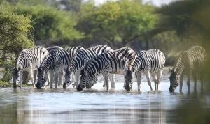 Botswana wild life
